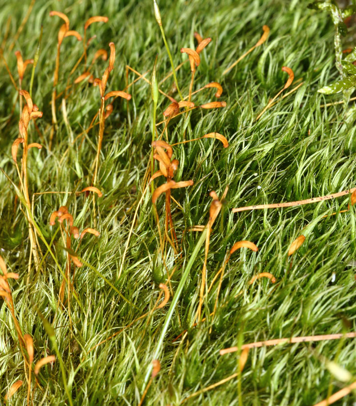 Dicranum fuscescens